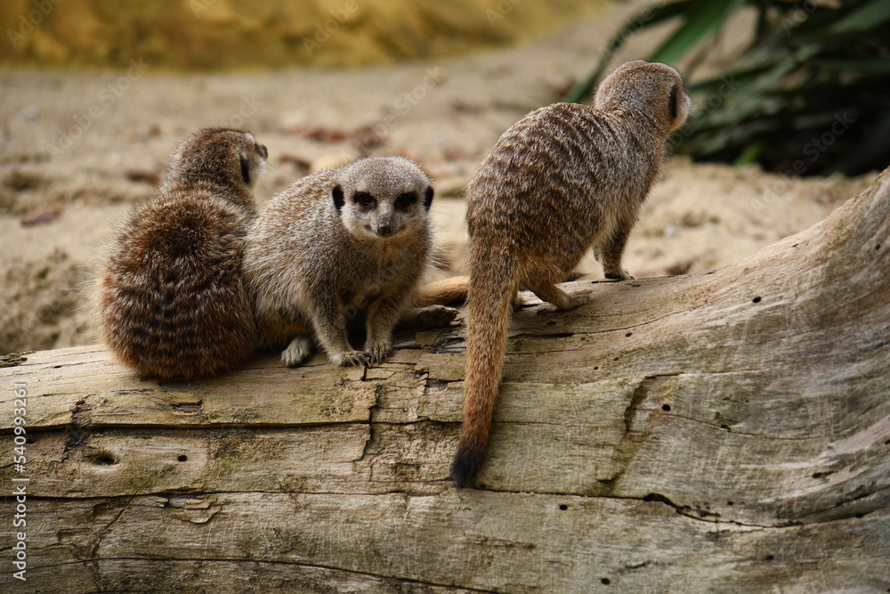 Fototapeta premium Trois suricates sur un tronc