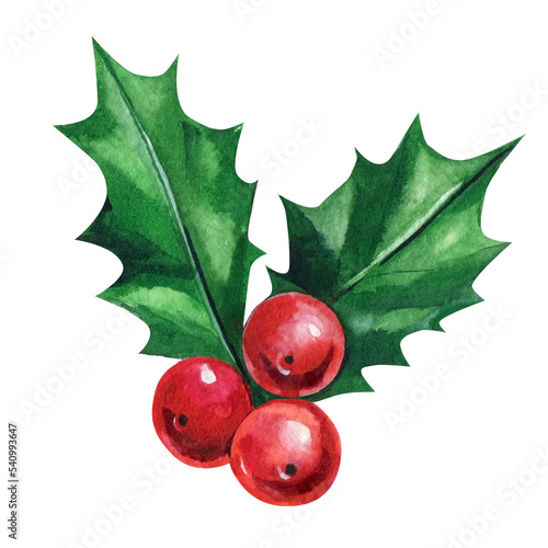 holly on isolated white background, watercolor illustration.