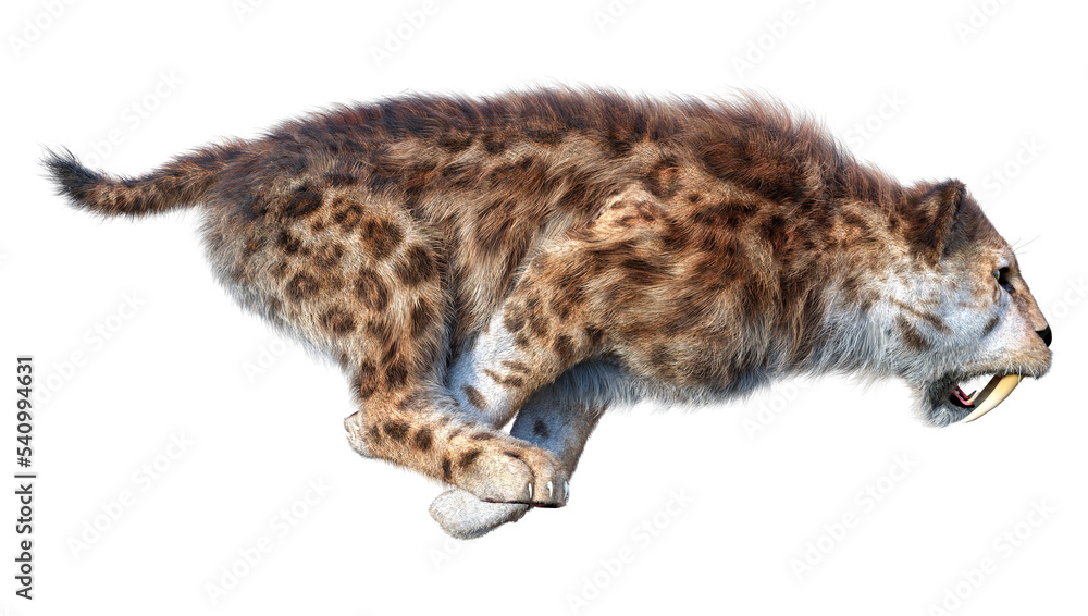 Obraz premium 3D Rendering Sabertooth Tiger on White