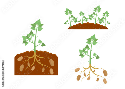 Potato Plant and Potato Plant under the Ground