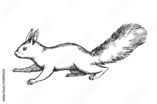 Vector hand drawn illustration of squirrel isolated on white background. Sketch of forest animal in engraving style.