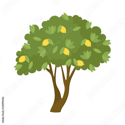 Lemon tree with ripe fruits cartoon illustration. Garden or orchard plant during fruit ripening isolated on white background. Nature, food concept