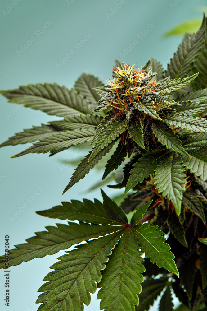 Close-up of a marijuana buds flower isolated on a light blue background. Cannabis can help manage chronic pain, nausea, and vomiting resulting from chemotherapy treatment. Medical and business concept