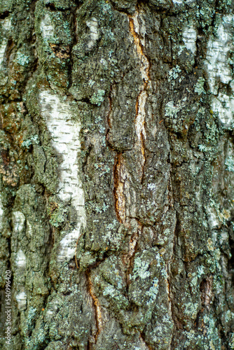 Fototapeta Naklejka Na Ścianę i Meble -  Close-up of the bark of a tree in soft focus at high magnification. Cracks with germinating moss on a old birch. Background for slide or book cover