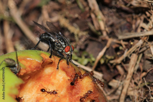 sarcophaga carnaria fly macro photo photo