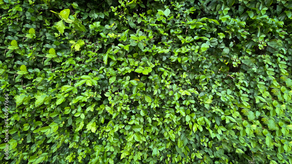 Green grass wall texture for backdrop design and eco wall and die-cut for artwork. Green grass wall texture for backdrop design and eco wall and die-cut for artwork.