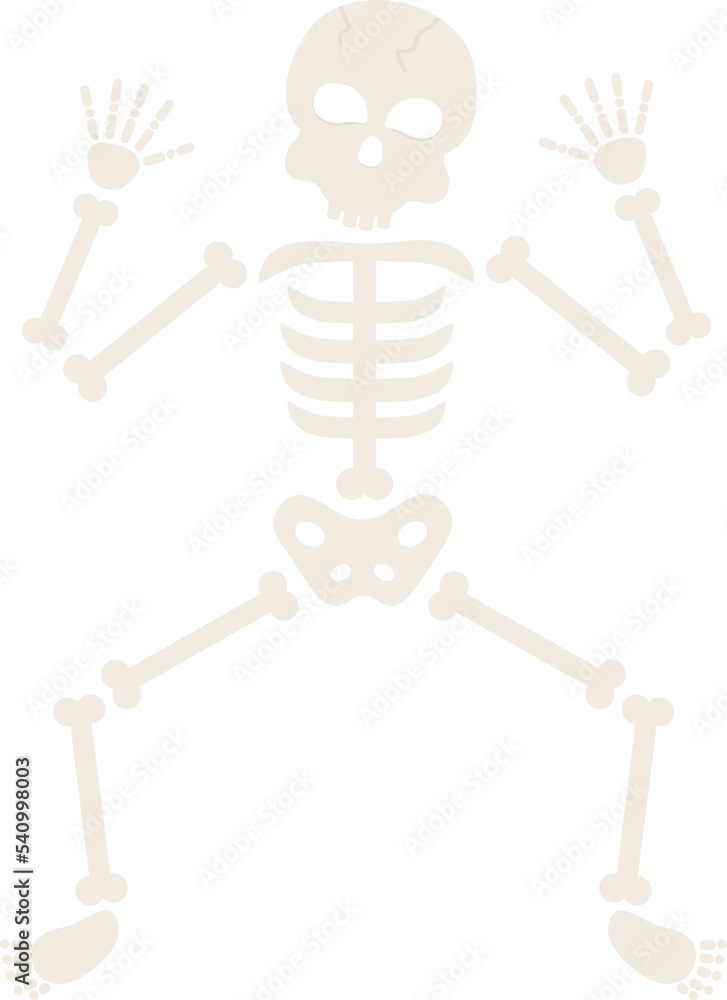 Fototapeta premium This is a skeleton