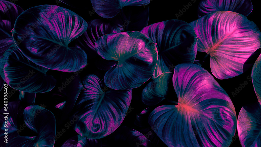 Obraz premium Tropical leaf background, neon glow color toned