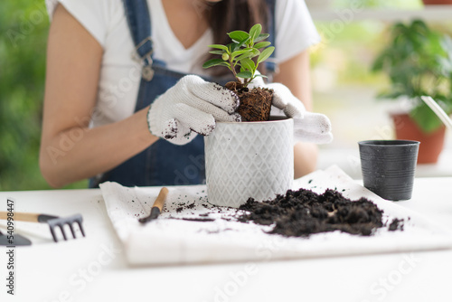 leisure time hobby, Women doing replant small tree to new pot at home