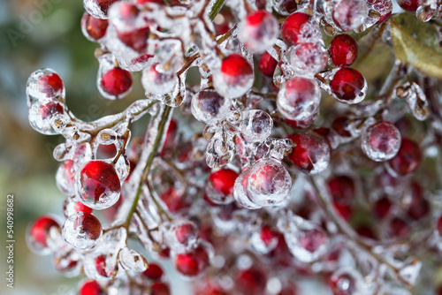 Close-up of frozen berries photo