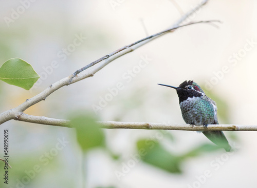 Low angle view of hummingbird perching on branch photo