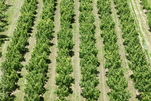 Fruits trees growing on field photo