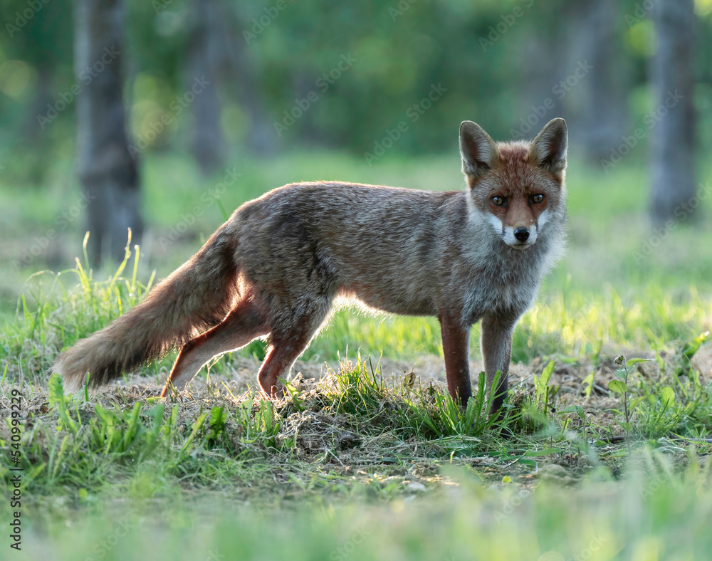 Fox in the evening sun Fox in the evening sun
