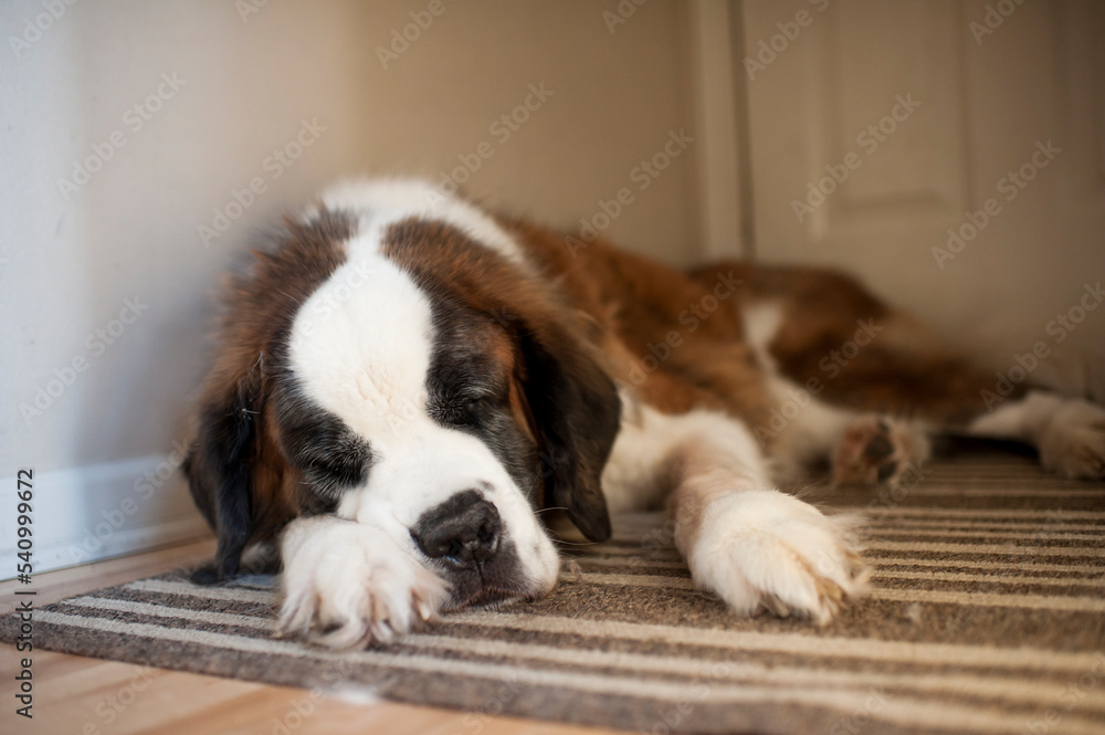 Large dog sleeping in hallway by back door at home Large dog sleeping in hallway by back door at home