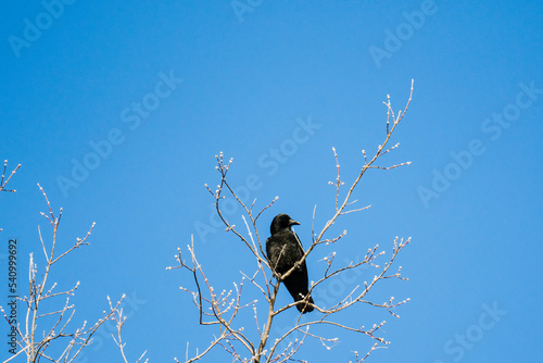 Low angle view of an American Crow sitting on the top of a tree photo