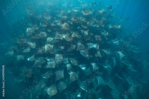 mantas in the ocean