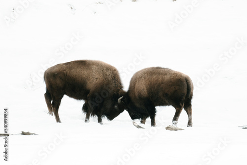 Two bison bulls play fighting in the snow photo