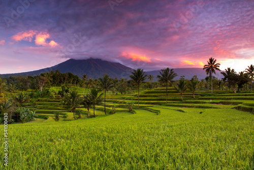 Rice fields and Kawah Ijen volcano, Banyuwangi, Java, Indonesia photo