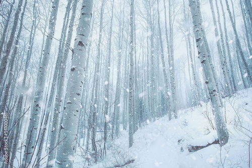 Aspen tree grove in mountains of Colorado during a snowy winter day. Holiday landscape scene. Winter holiday greeting card art.