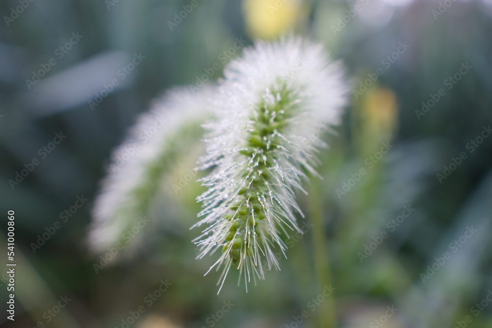 Tall grass with hairy tail on a cold morning with dew drops in a field within a farm