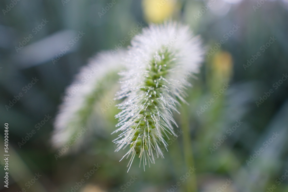 Tall grass with hairy tail on a cold morning with dew drops in a field within a farm Tall grass with hairy tail on a cold morning with dew drops in a field within a farm