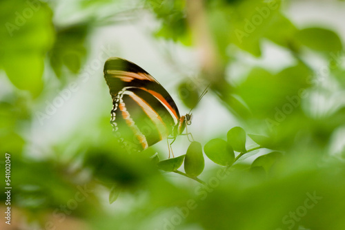 Banded Orange Heliconian butterfly (Dryadula phaetusa) resting on leaf, partially hidden by foliage, Niagara Butterfly Conservat photo