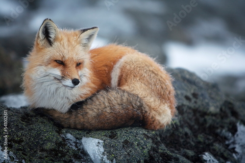 A red fox  on the summit of Mt. Washington.