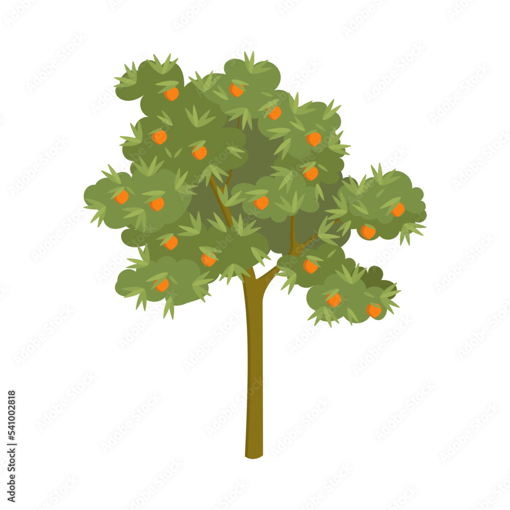 Tangerine tree with ripe fruits cartoon illustration. Garden or orchard plant during fruit ripening isolated on white background. Nature, food concept