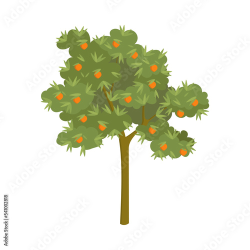 Tangerine tree with ripe fruits cartoon illustration. Garden or orchard plant during fruit ripening isolated on white background. Nature, food concept