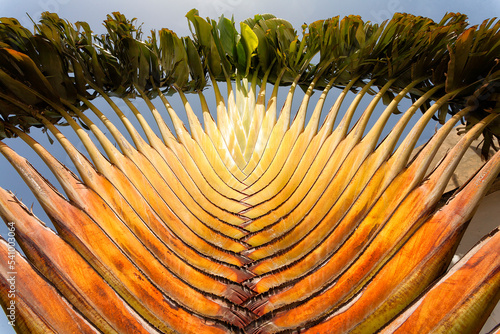 Closeup of a beautiful green palm tree in Ziguinchor, casamance, senegal photo