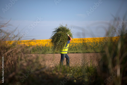 A man harvests sedge to be used in Corpus Christi religious celebration in El Gastor, Sierra de Cadiz, Andalusia, Spain photo