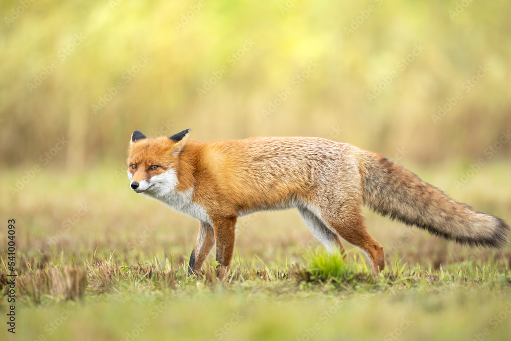 Fox Vulpes vulpes in autumn scenery, Poland Europe, animal walking among autumn meadow in blurred background Fox Vulpes vulpes in autumn scenery, Poland Europe, animal walking among autumn meadow in blurred background