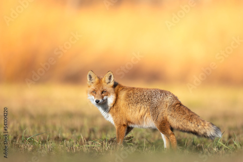 Fox Vulpes vulpes in autumn scenery, Poland Europe, animal walking among autumn meadow in blurred background 