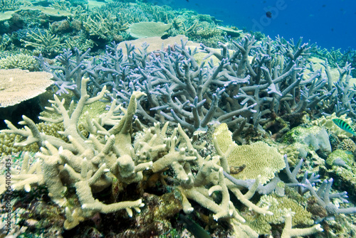 Corals at the home reef of Tokoriki Island, the northernmost island of the Mamanuca Islands Group, west of Nadi. Fiji. photo