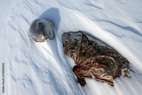 A still born weddell seal pup.