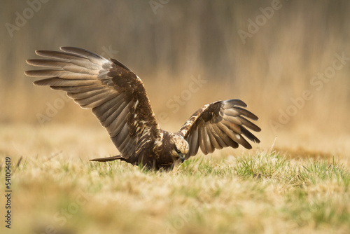 Flying Birds of prey Marsh harrier Circus aeruginosus  hunting time Poland Europe