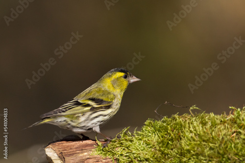 Bird Siskin Carduelis spinus male, small yellow bird, winter time in Poland Europe