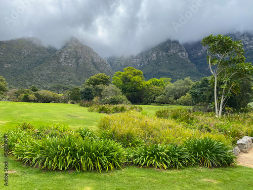 Kirstenbosch botanical gardens in spring, Cape Town, South Africa photo