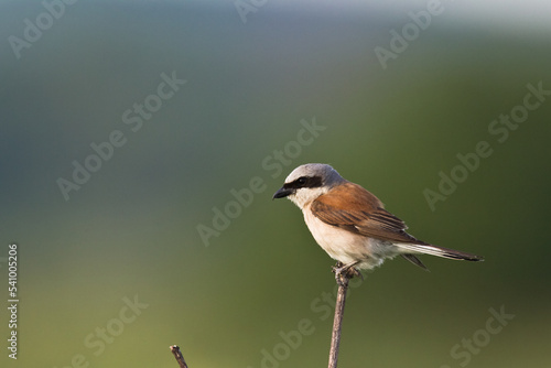 Bird - red-backed shrike Lanius collurio hunting time, male bird sitting on the branch, Poland Europe summer time
