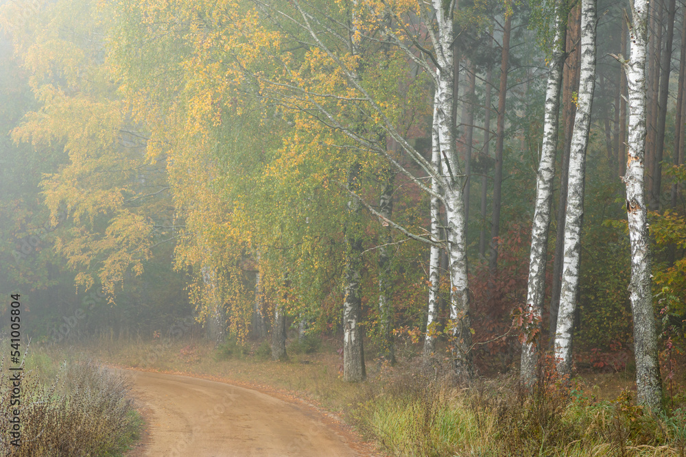 Autumn landscape misty foggy day in Knyszyn Primeval Forest, Poland Europa birch trees Autumn landscape misty foggy day in Knyszyn Primeval Forest, Poland Europa birch trees