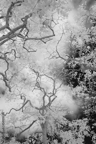 A low angle view of Candlenut (Aleurites moluccana) tree branches also known as the Kuku'i tree on Molokai, Hawaii. (Infrared) photo