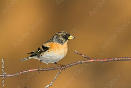 Bird Brambling ( Fringilla montifringilla ) on orange background male 