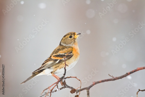 Bird Brambling ( Fringilla montifringilla ) on blurred background female  © Marcin Perkowski