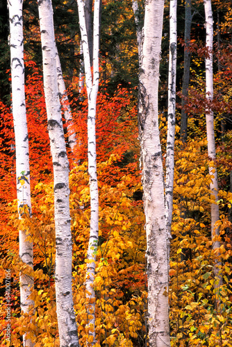 White Birch (Betula papyrifera) trunks subdivide bright fall foliage in the Shelburne Birches Park near Gorham, New Hampshire. photo