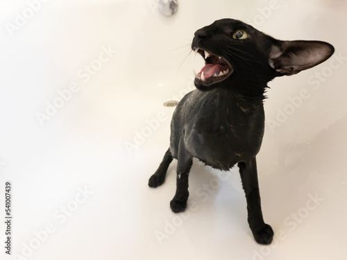 Fototapeta Naklejka Na Ścianę i Meble -  Wet black cat in bath