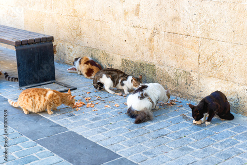 Photography Street cats feed eat food