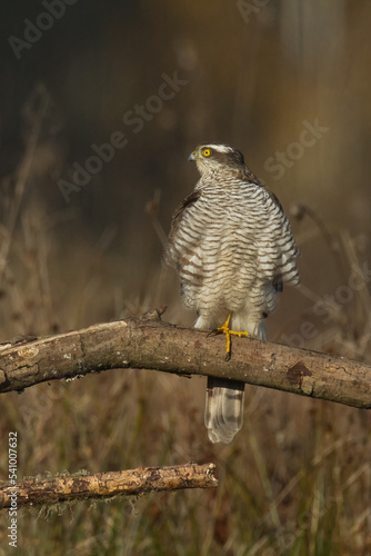 Birds of prey Sparrowhawk Accipiter nisus, hunting time bird sitting on the branch, Poland Europe 