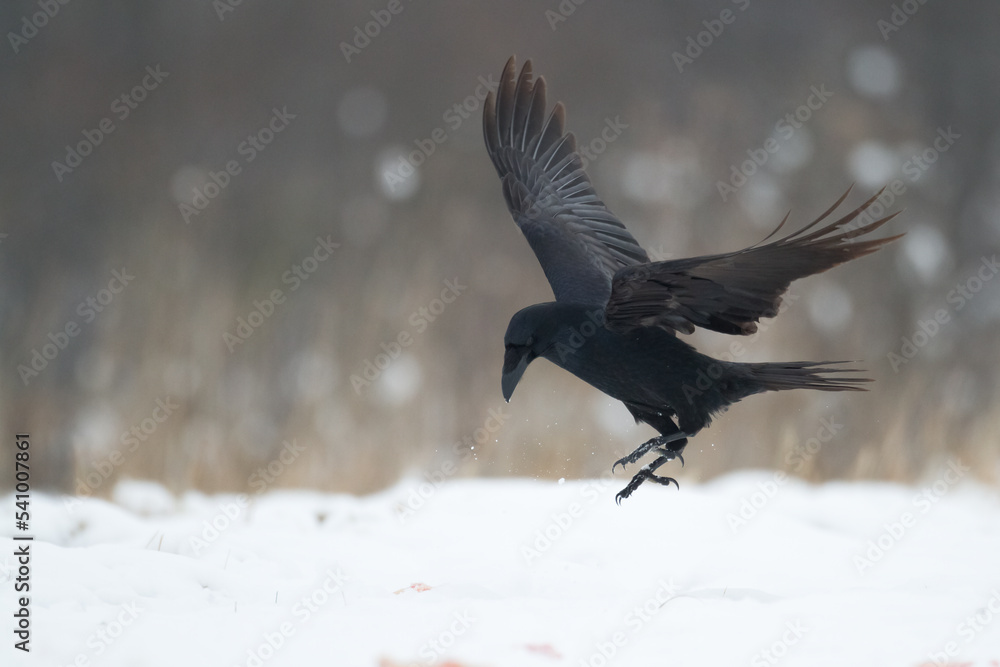 Obraz premium Bird Common Raven Corvus corax, dark style big black scary bird flying, Helloween 