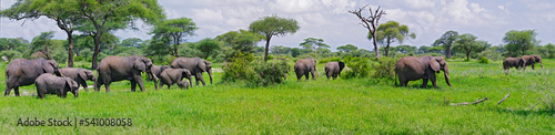 Elephant herd walking through fields in Tarangire National Park, Tanzania (panorama). photo