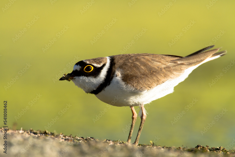 Bird Charadrius dubius, Little Ringed Plover on blurred background Bird Charadrius dubius, Little Ringed Plover on blurred background